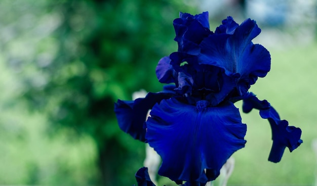 Linda inflorescência de flor azul escura de íris germânica Challenge florescendo no jardim