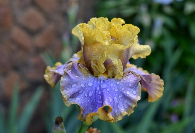 Linda íris azul amarela