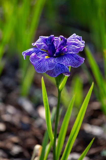 Linda íris roxa na nitidez seletiva do jardim