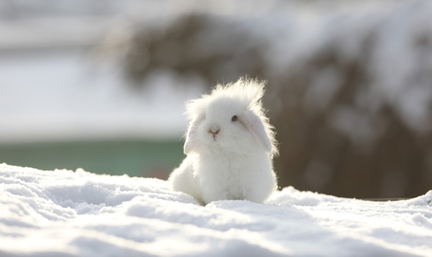 linda liebre blanca en la nieve