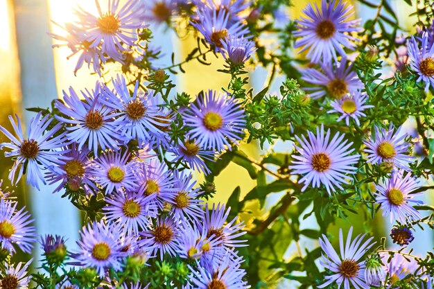 Linda luz dourada atrás de lindas flores roxas e amarelas em detalhes