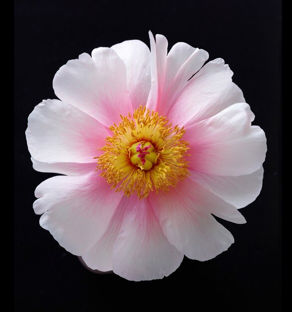 Linda macro de flores de peônia rosa desabrochando em fundo preto