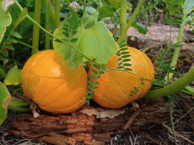 linda, madura, suculenta, frutas, abóboras, amarela, no jardim, jardinagem, verde, folhas, natureza