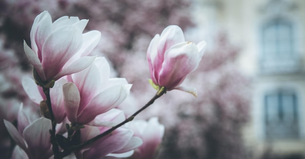 Linda magnólia floresce na primavera beleza de Salzburgo