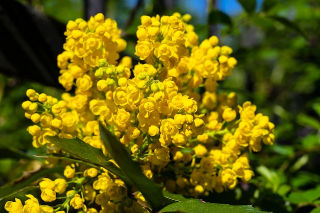 Linda magnólia Magnólia Uma flor desabrocha flor amarela magnólia perfumada