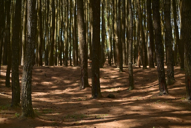 Linda manhã e raios de sol na floresta de pinheiros