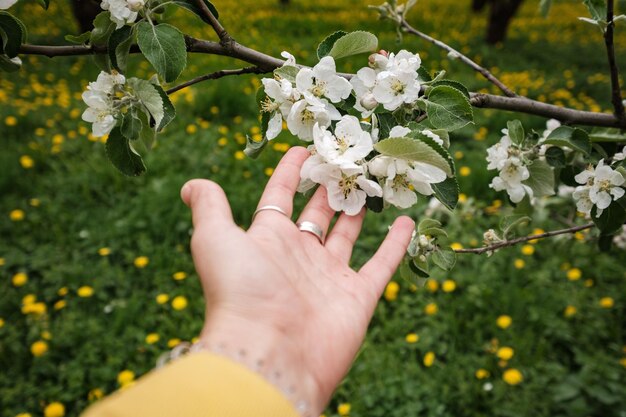 Linda mão feminina toca um galho de uma macieira florescente