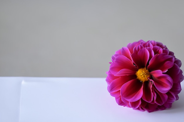 Linda maquete de uma encantadora flor dália em papel branco