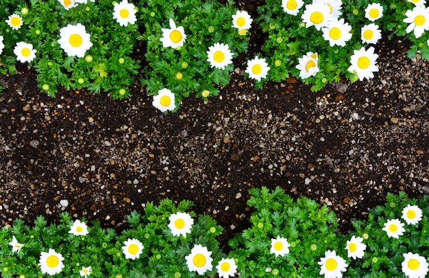 linda margarida branca ou flores de camomila florescendo na fronteira do solo preto