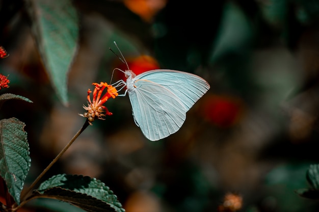 linda mariposa blanca posando en una flor