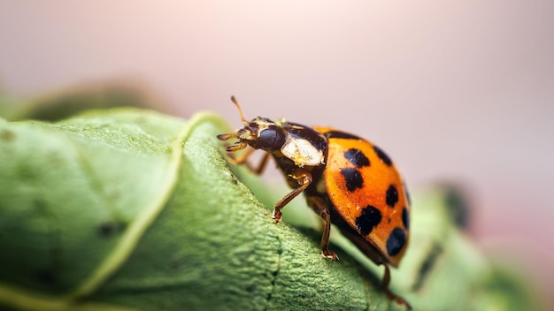 Foto una linda mariposa de fuego de primer plano