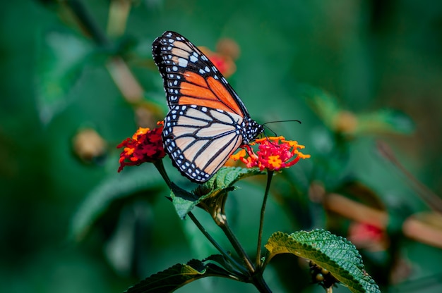 linda mariposa monarca posando en una flor