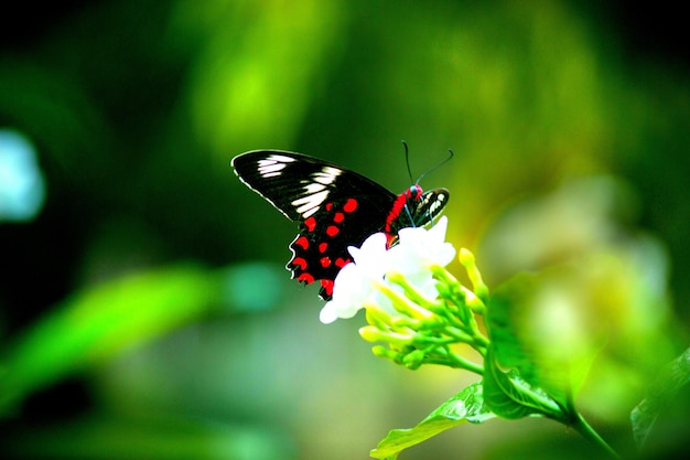 Linda mariposa en la planta de flores en el fondo de la naturaleza