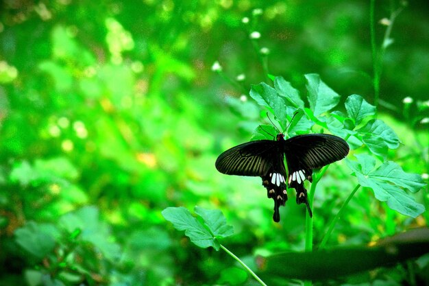 Linda mariposa en la planta de flores en el fondo de la naturaleza