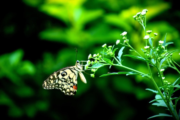 Linda mariposa en la planta de flores en el fondo de la naturaleza