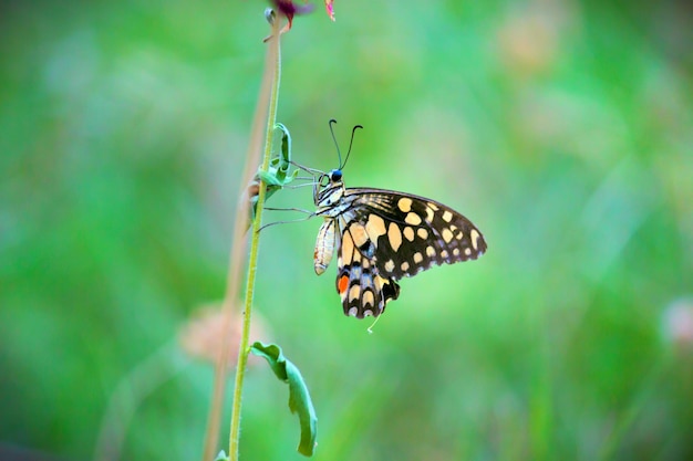 Linda mariposa en la planta de flores en el fondo de la naturaleza