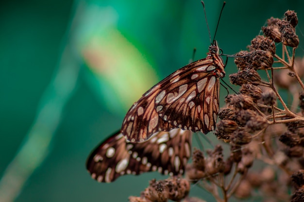 linda mariposa posada en una rama