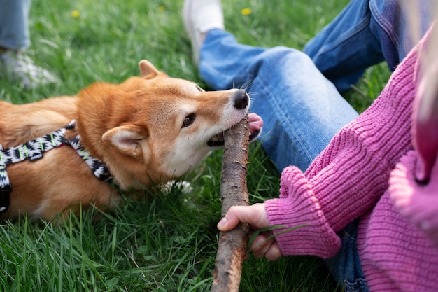 Foto linda mascota shiba inu con familia