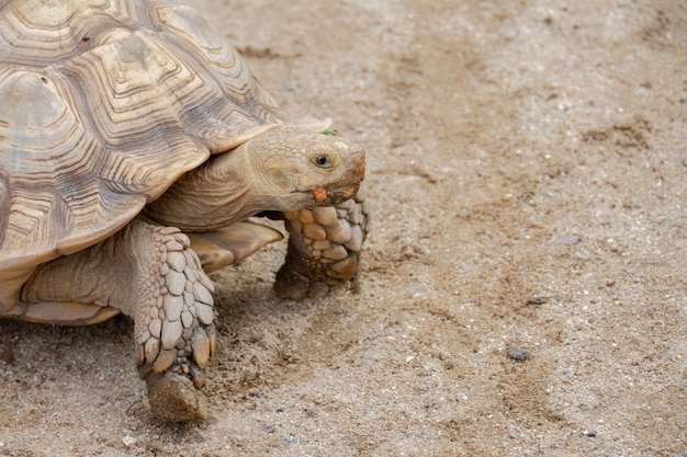 Una linda mascota tortuga en el zoológico de animales
