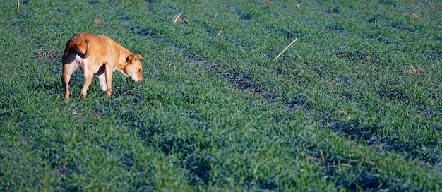 Linda mistura de staffordshire terrier no campo de trigo no dia ensolarado de janeiro, foto telefoto de animais de estimação ativos e saudáveis