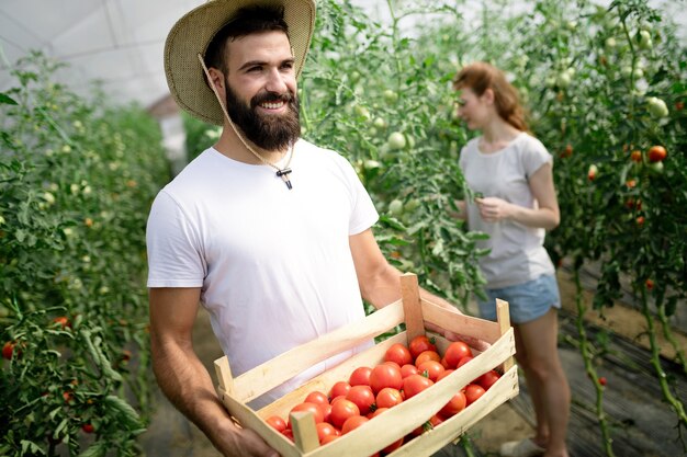 Linda mujer y hombre en planta de tomate en invernadero