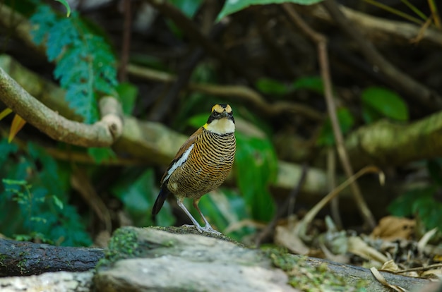 Linda mulher de Malayan Banded Pitta (Hydrornis irena)