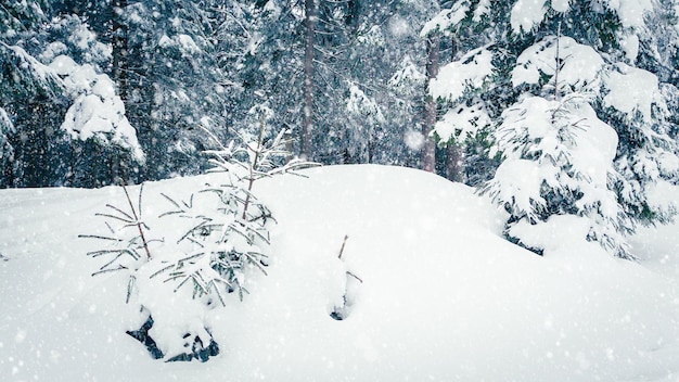 Linda neve fofa em galhos de árvores A neve cai lindamente dos galhos de abeto Árvores de conto de fadas de inverno em cativeiro de neve Vídeo de filmagem de inverno nevando