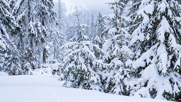 Linda neve fofa em galhos de árvores A neve cai lindamente dos galhos de abeto Árvores de conto de fadas de inverno em cativeiro de neve Vídeo de filmagem de inverno nevando