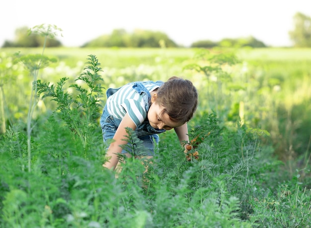 Linda niña recogiendo zanahorias orgánicas frescas en un jardín o granja cosechando verduras Agricultura negocio local y concepto de comida saludable