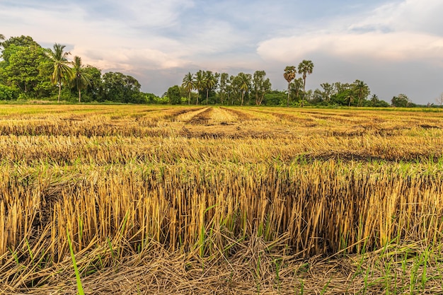 Linda orelha dourada da planta de arroz de jasmim tailandês no campo de arroz orgânico na colheita agrícola do país da Ásia com fundo do céu pôr do sol