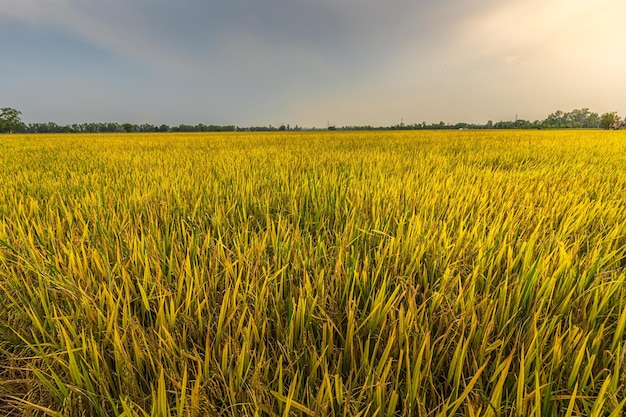 Linda orelha dourada da planta de arroz de jasmim tailandês no campo de arroz orgânico na colheita agrícola do país da Ásia com fundo do céu pôr do sol