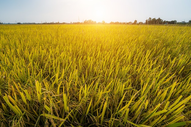 Linda orelha dourada da planta de arroz de jasmim tailandês no campo de arroz orgânico na colheita da agricultura do país da Ásia com fundo do céu do sol.