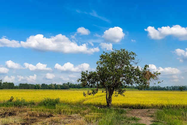 Linda orelha dourada da planta de arroz jasmim tailandês no campo de arroz orgânico e macieira rosa na colheita da agricultura do país da Ásia com fundo do céu do sol.