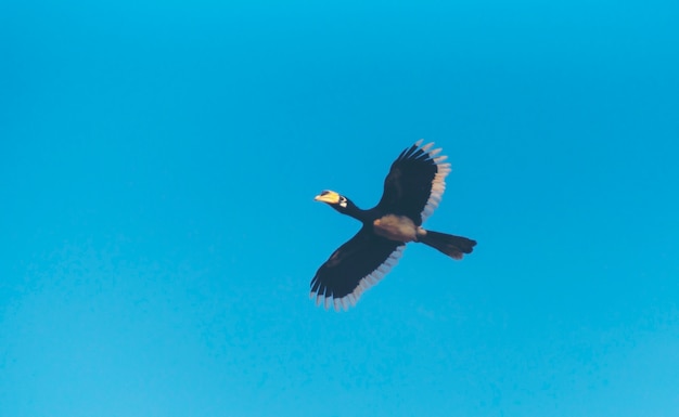 Linda Oriental malhada (Anthracoceros albirostris) voando livre sob o céu azul