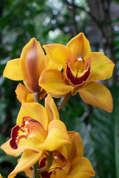 Linda orquídea amarela cultivada no jardim