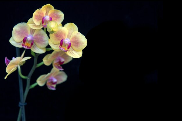 Linda orquídea amarela em um fundo preto. Flores caseiras, floricultura, hobbies.