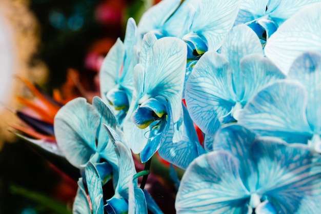 Linda orquídea azul