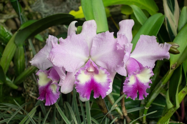 Linda orquídea Cattleya de tamanho grande e cor intensa