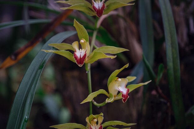 Linda orquídea de flores exóticas em uma estufa na Tailândia
