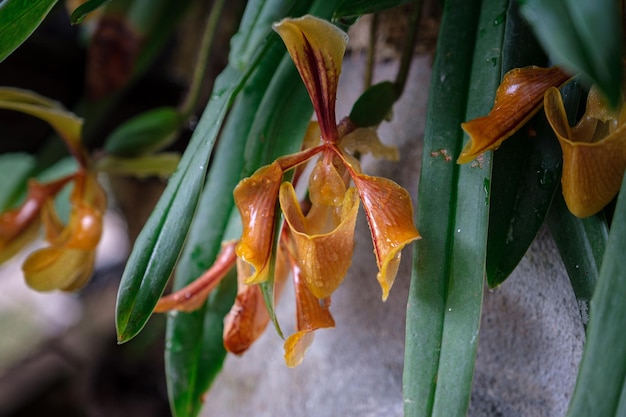 Linda orquídea de flores exóticas em uma estufa na Tailândia