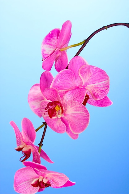 Linda orquídea desabrochando em fundo azul