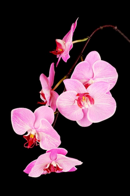 Linda orquídea desabrochando isolada no preto