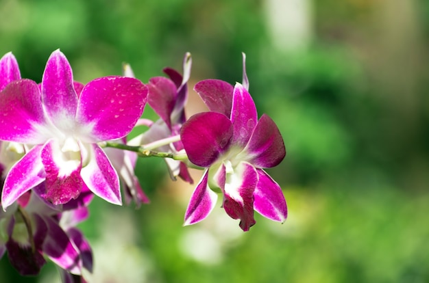 Linda orquídea em fundo verde