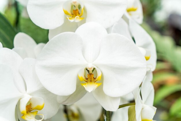 Linda orquídea em planta de casa