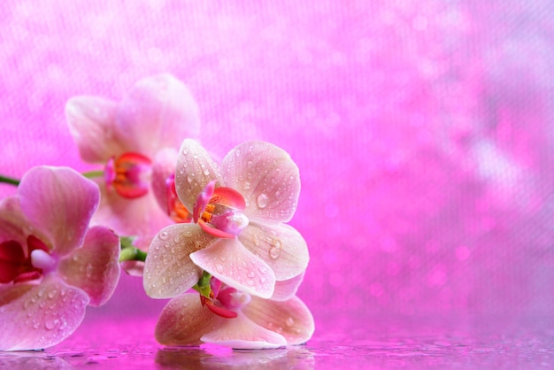 Linda orquídea florescendo com gotas de água sobre fundo de cor clara