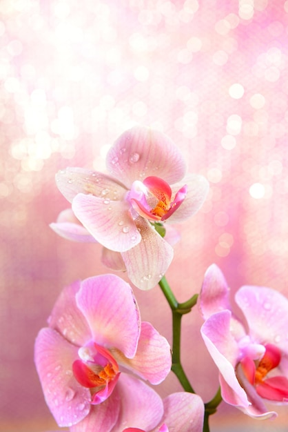 Linda orquídea florescendo em fundo de cor clara