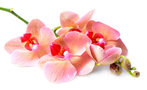 Linda orquídea florescendo isolada em branco