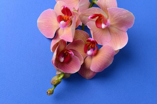 Linda orquídea florescendo na cor de fundo