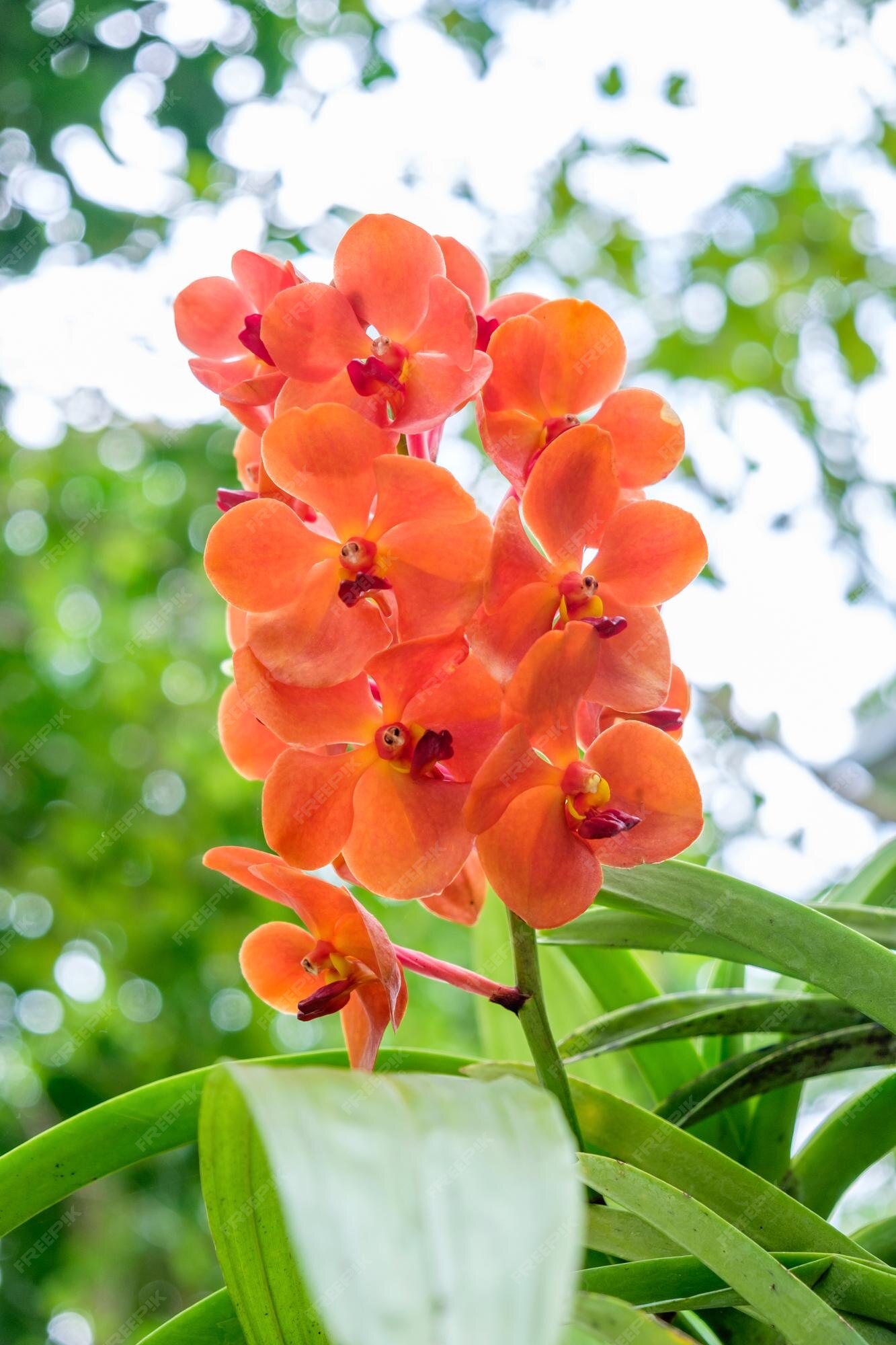 Linda orquídea laranja vermelha disposta na árvore | Foto Premium