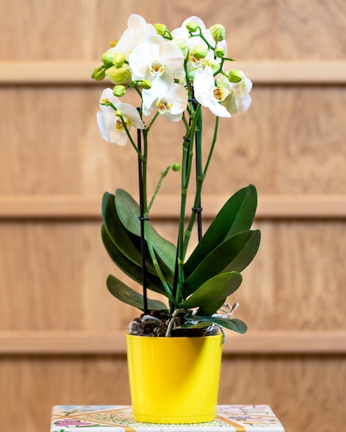 Linda orquídea mariposa, Phalaenopsis no vaso amarelo